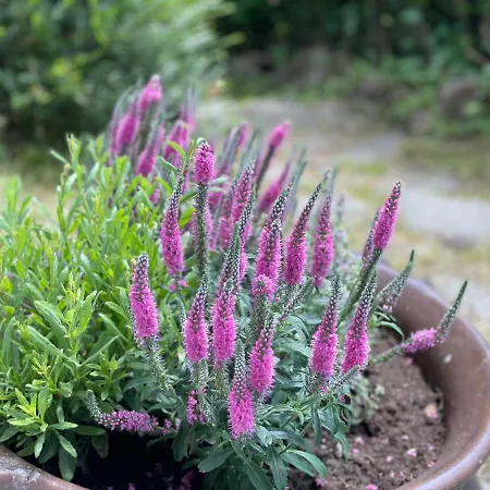 Romanticka Timka شاليه Dolni Dvur